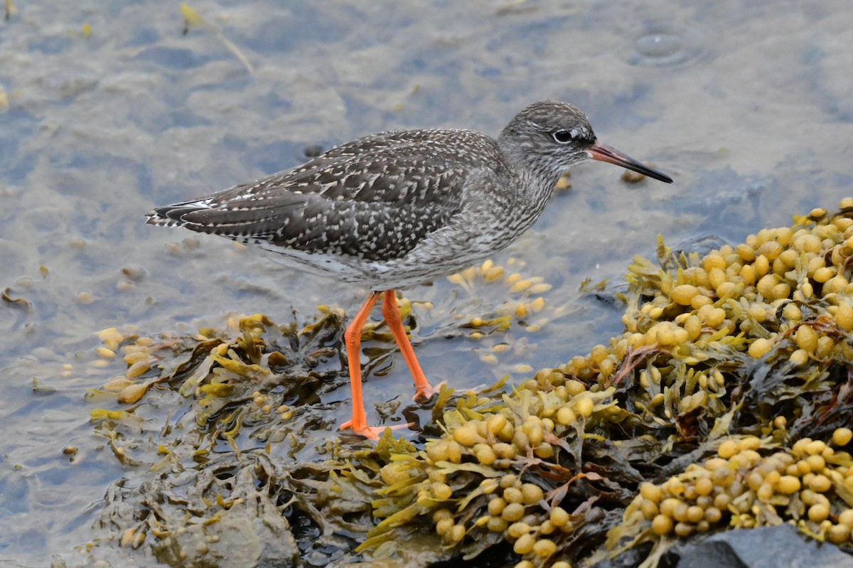 Common Redshank - ML623222069