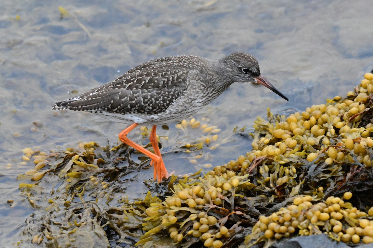 Common Redshank - ML623222070