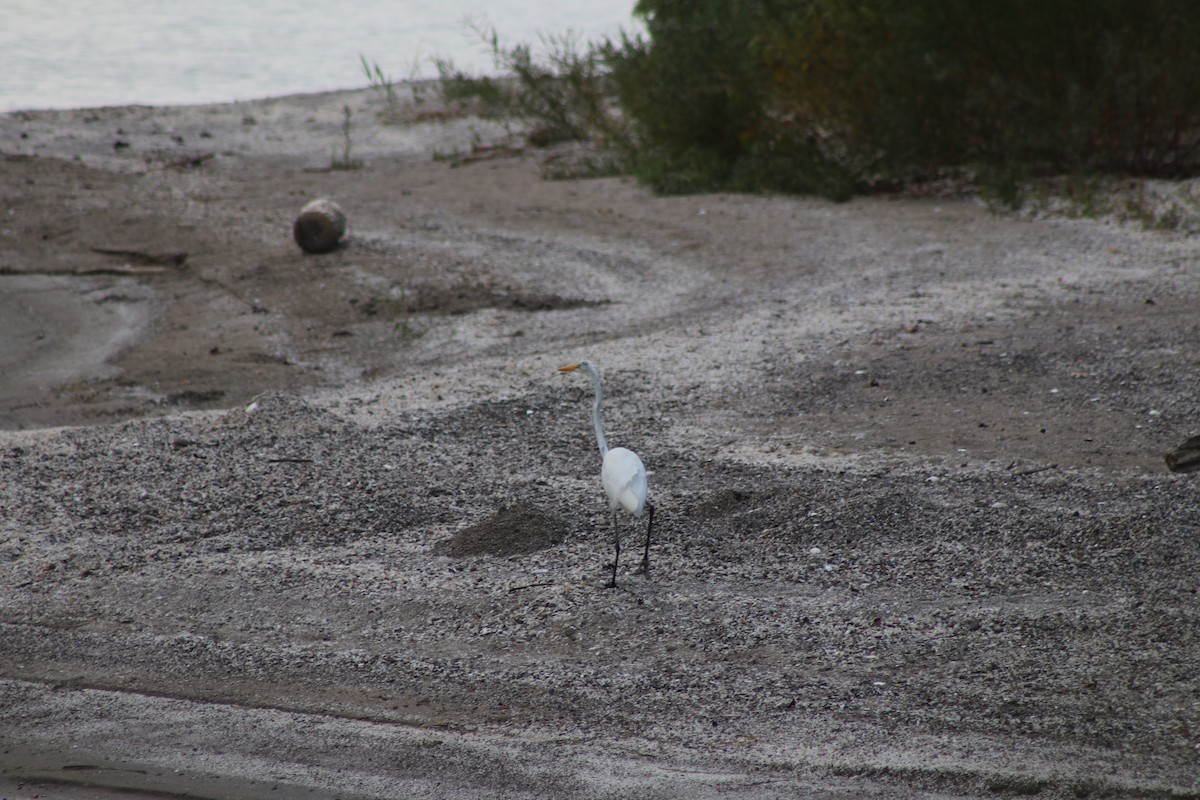 Great Egret - Chris Shaughnessy