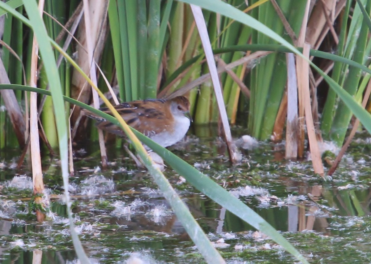 Baillon's Crake - ML623222127