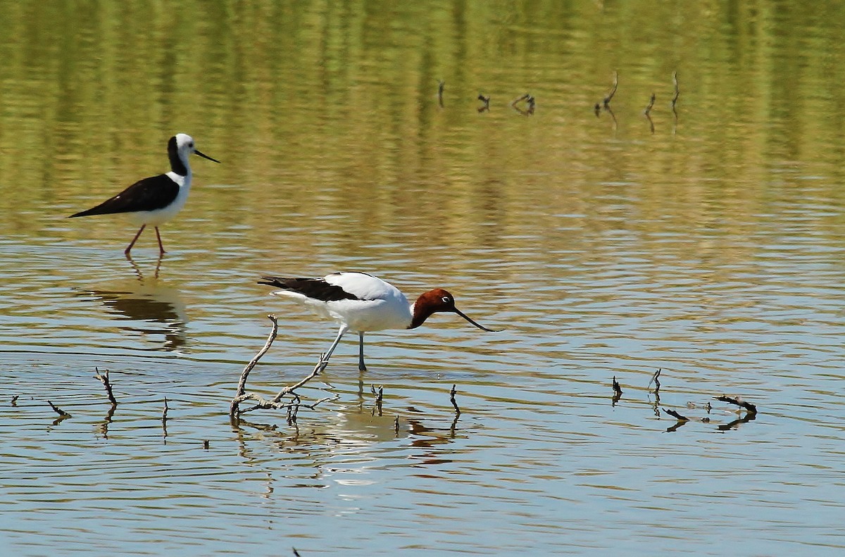 Red-necked Avocet - ML623222139