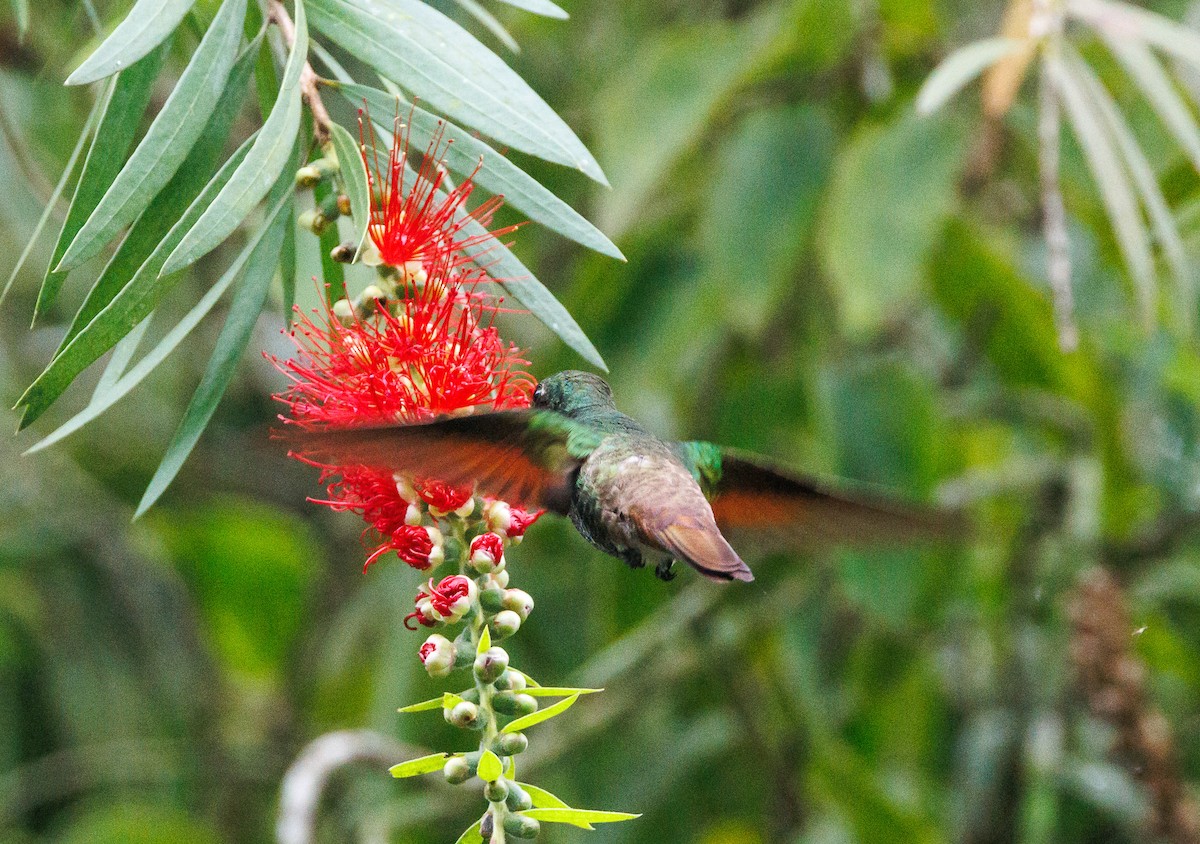 Berylline Hummingbird - ML623222142