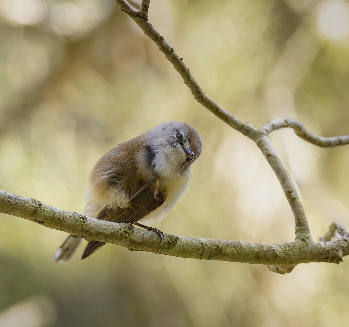 Brown Gerygone - ML623222144