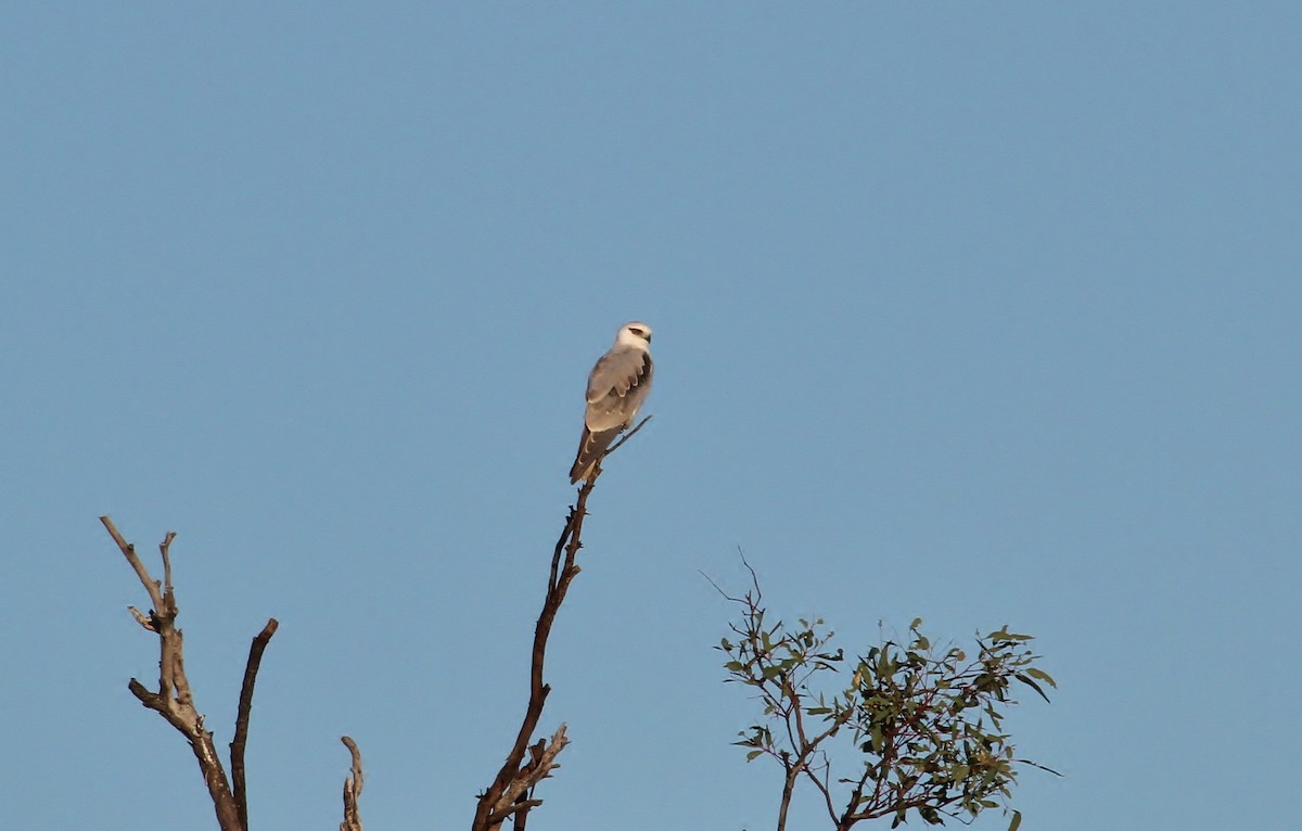 Black-shouldered Kite - ML623222149