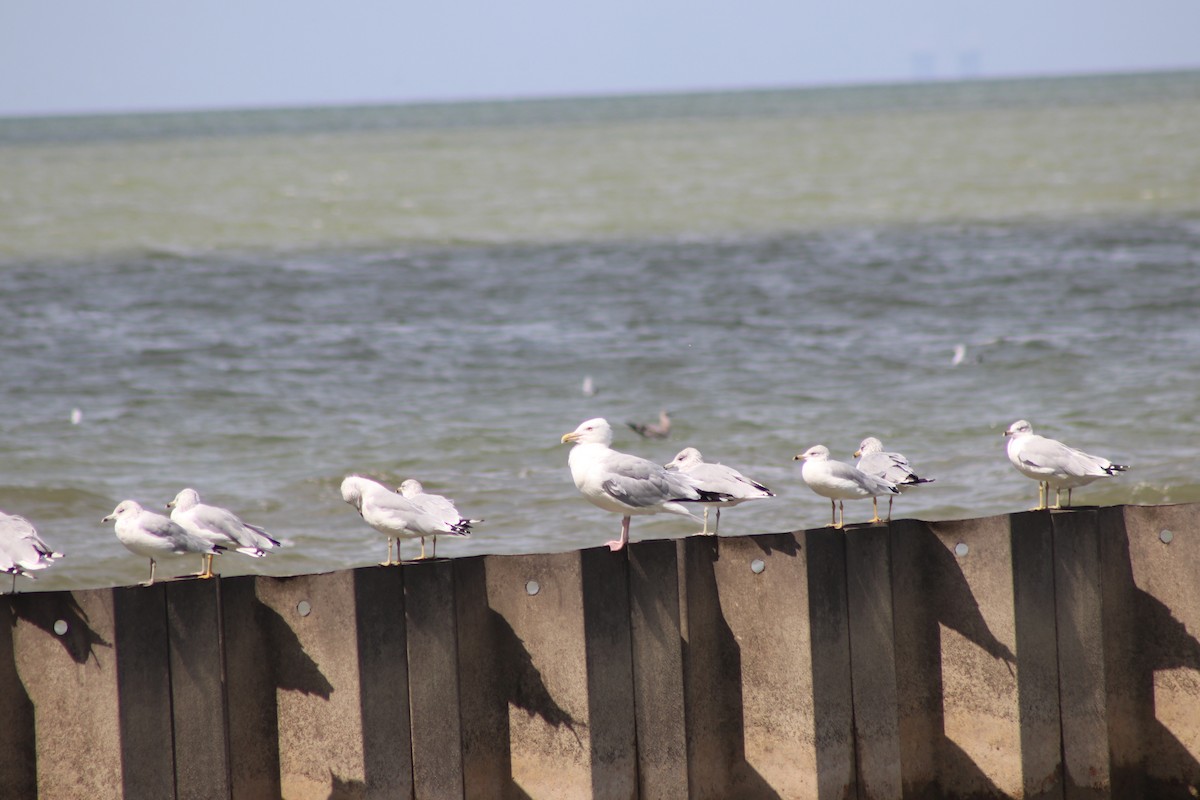 Herring Gull (American) - ML623222155