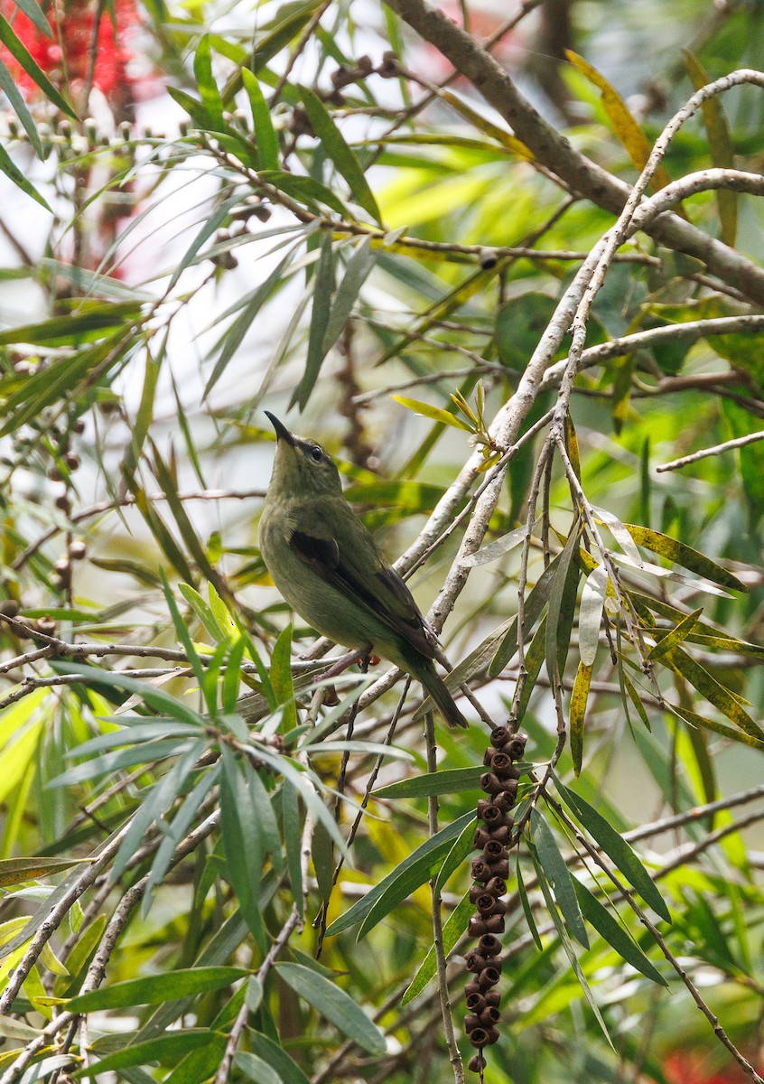 Red-legged Honeycreeper - ML623222158