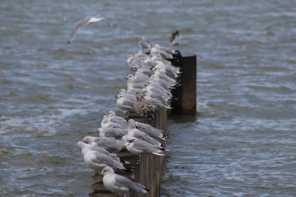 Herring Gull (American) - ML623222162