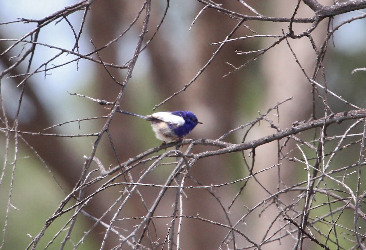 White-winged Fairywren - ML623222163