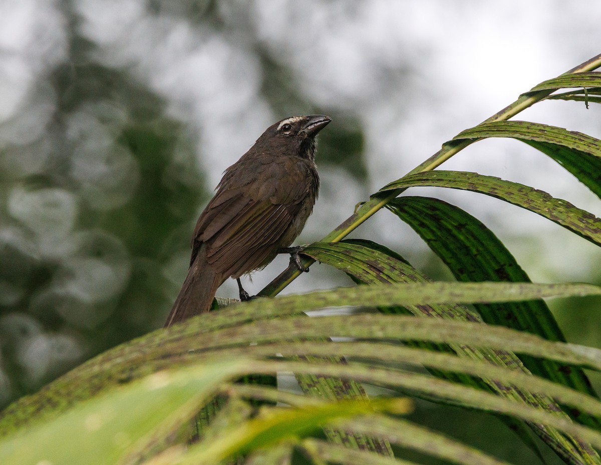 Cinnamon-bellied Saltator - Ricky Perez Leon