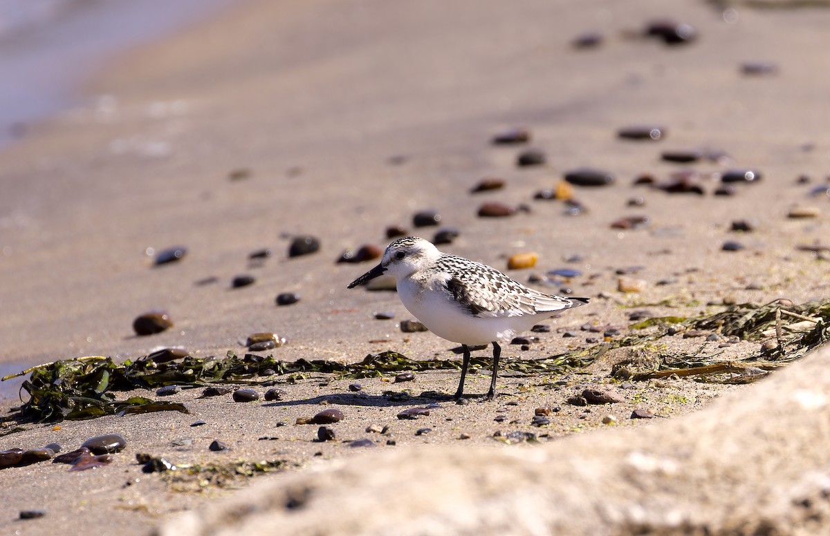 Sanderling - ML623222172