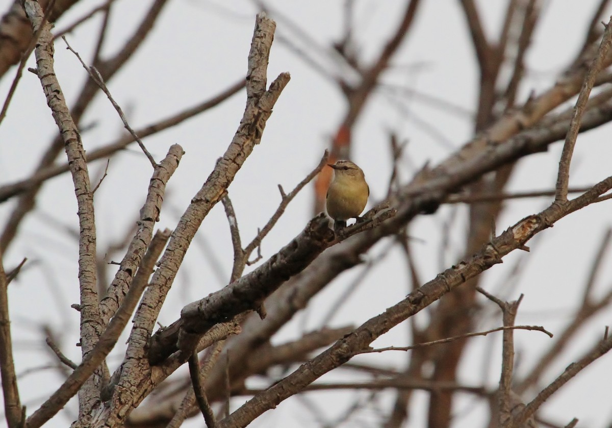 Yellow-rumped Thornbill - ML623222175