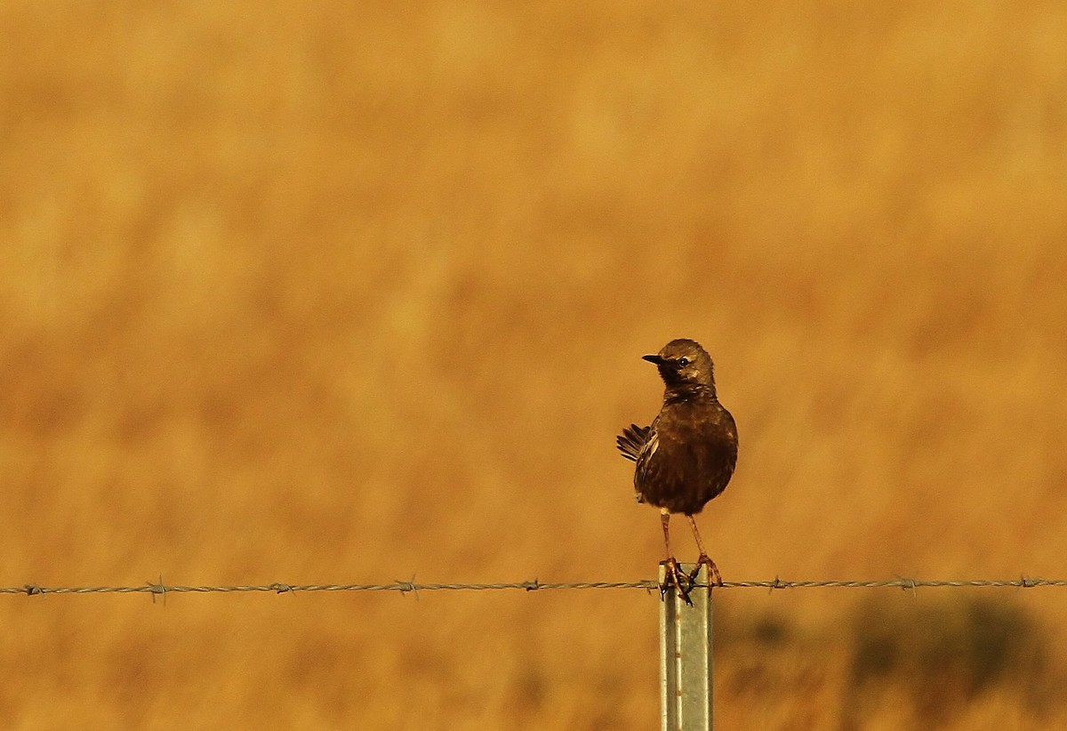 Brown Songlark - ML623222188