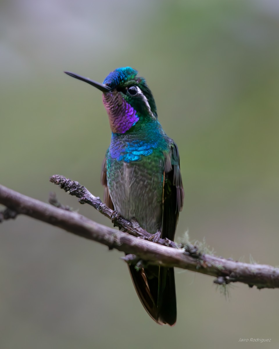 Purple-throated Mountain-gem - ML623222200