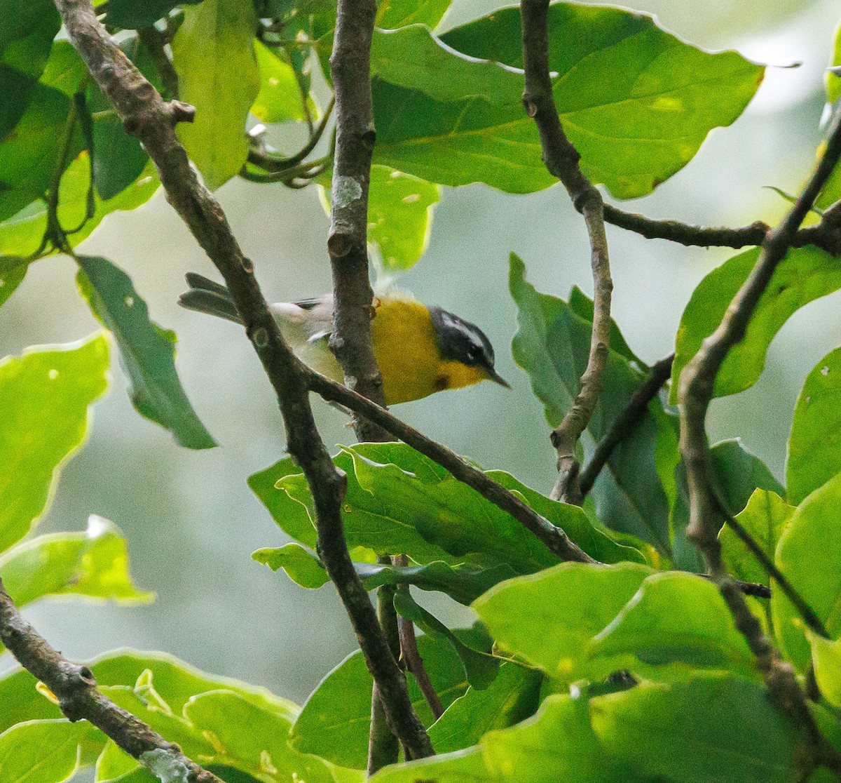 Crescent-chested Warbler - ML623222208