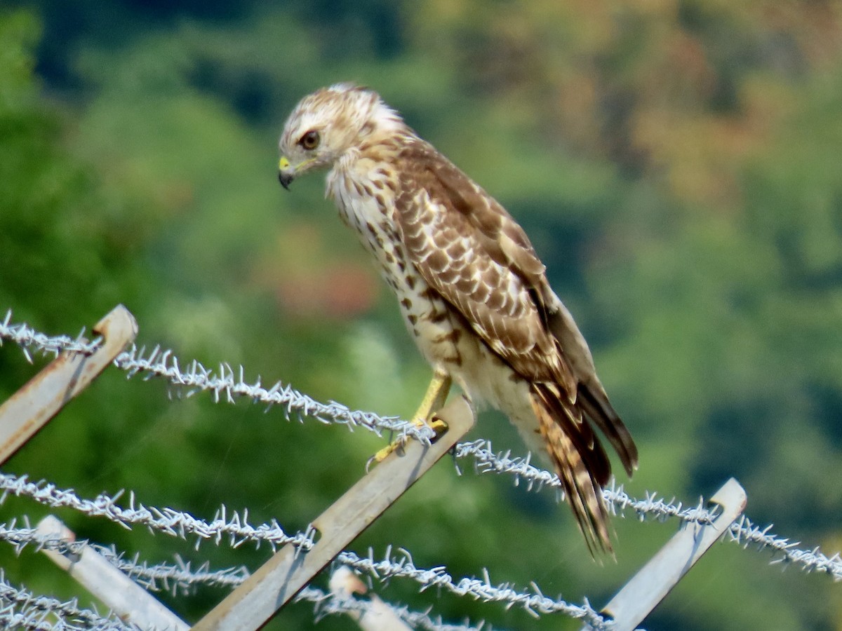 Red-shouldered Hawk - ML623222215