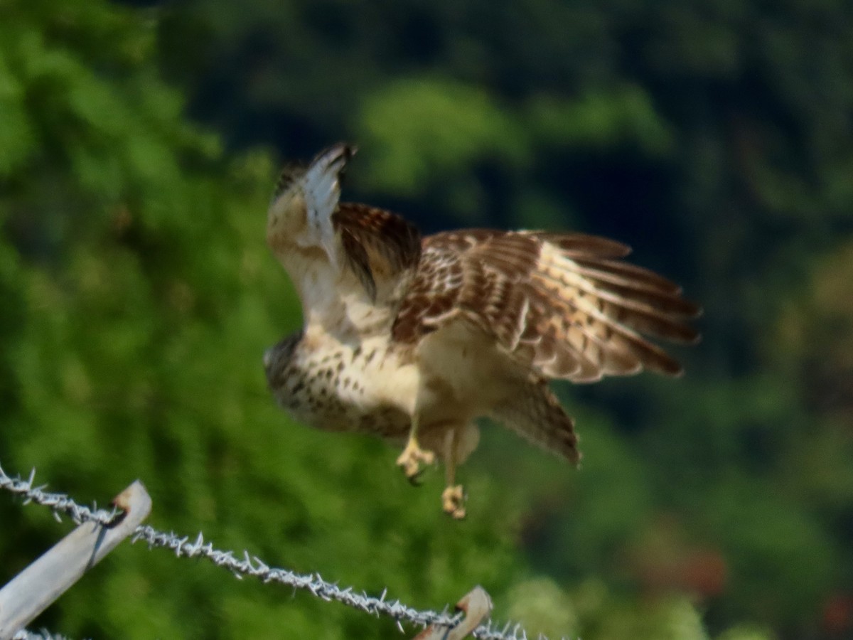 Red-shouldered Hawk - ML623222216