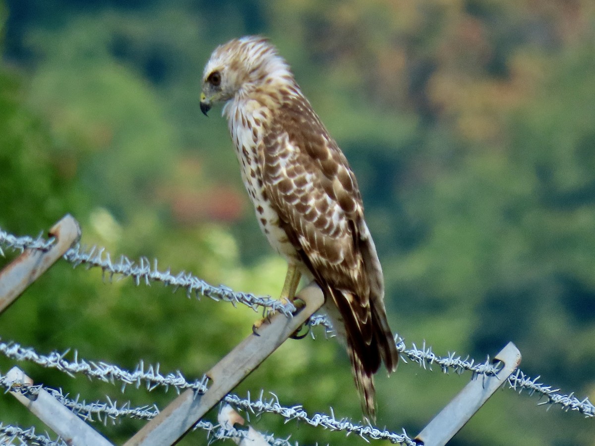 Red-shouldered Hawk - ML623222217