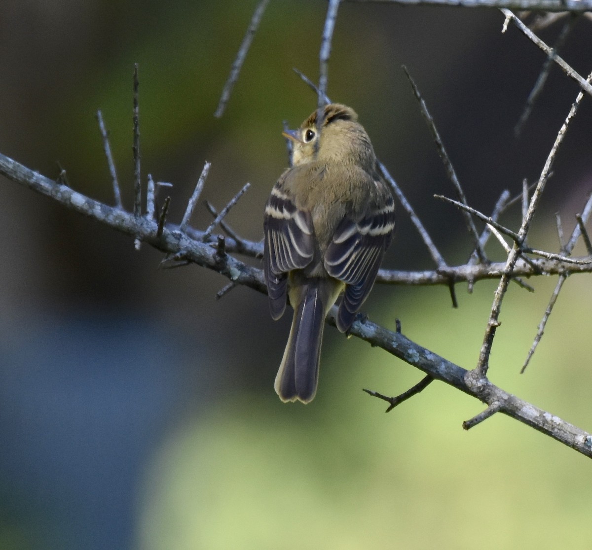 Western Flycatcher - ML623222241