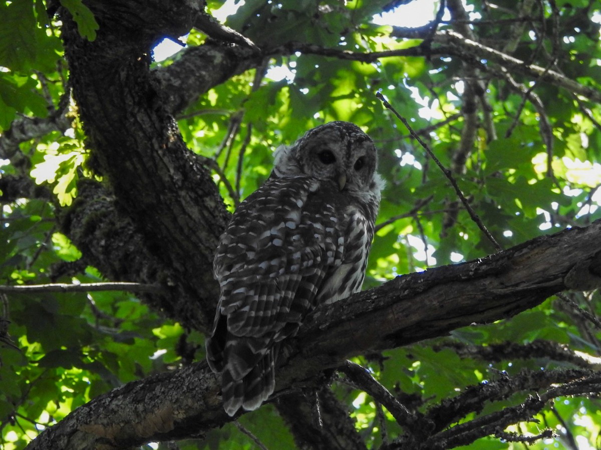 Barred Owl - ML623222296