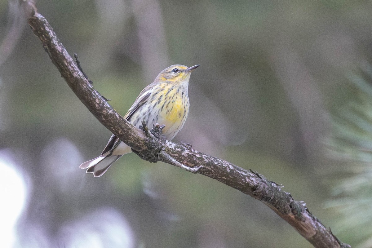 Cape May Warbler - ML623222311