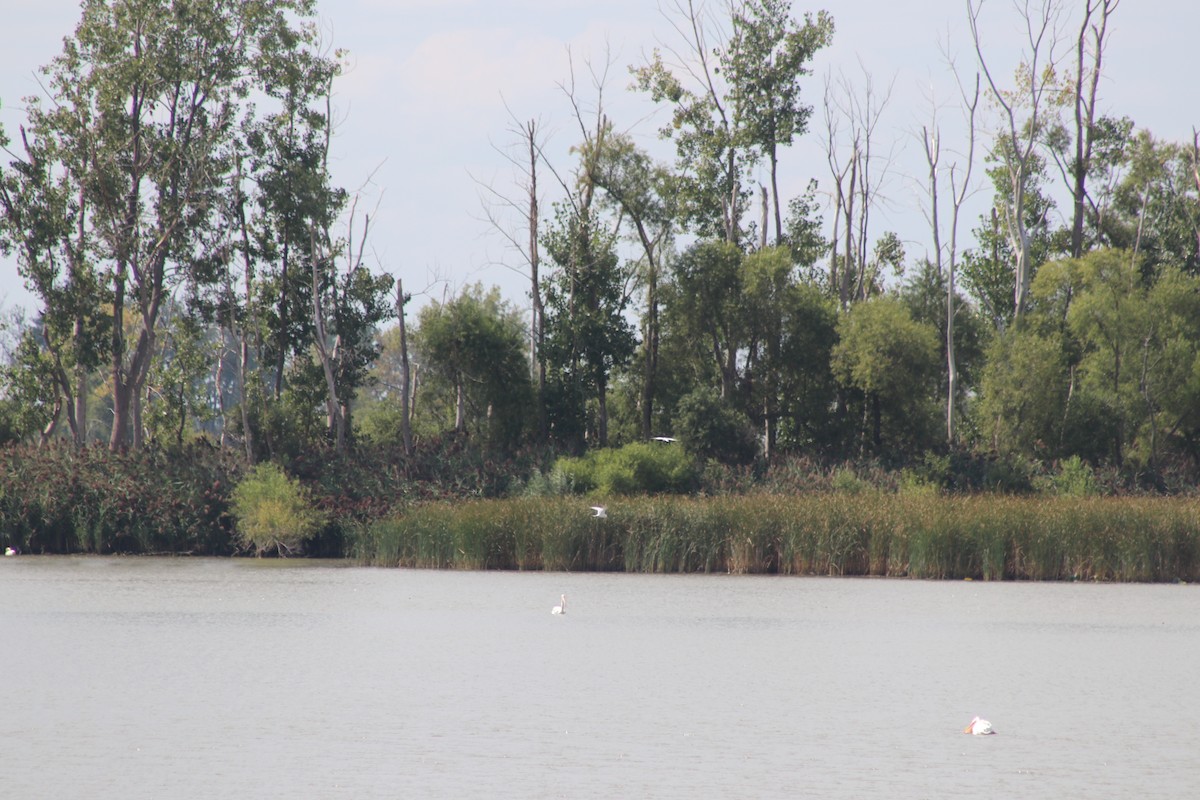 Forster's Tern - ML623222314