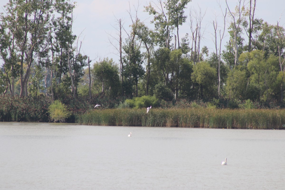 Forster's Tern - ML623222321
