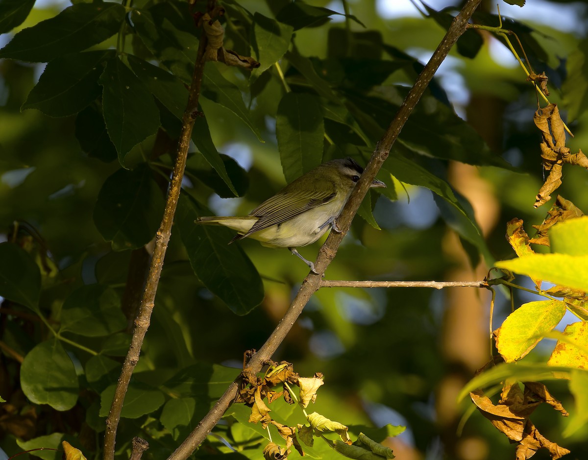 Kızıl Gözlü Vireo - ML623222323