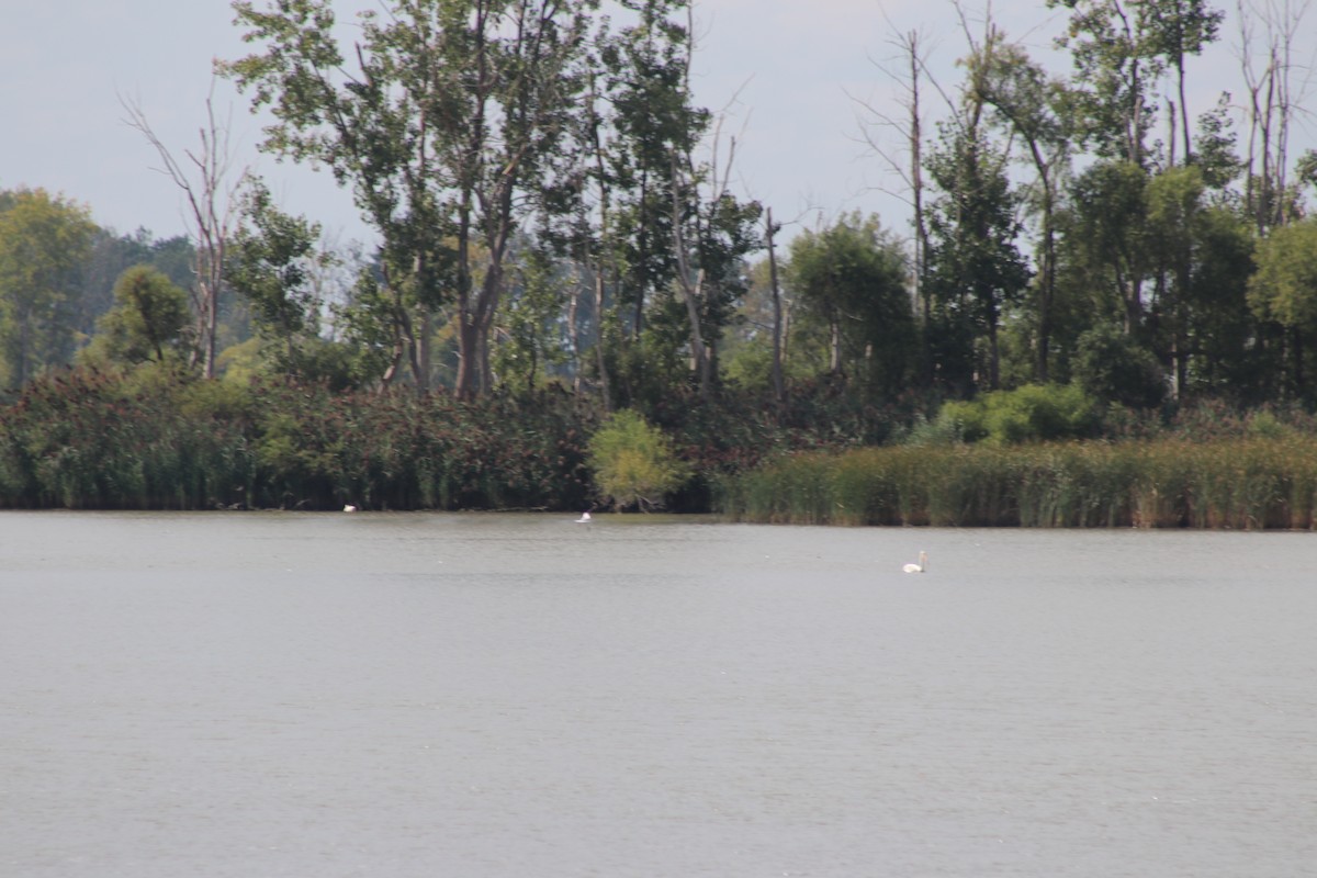 American White Pelican - ML623222329