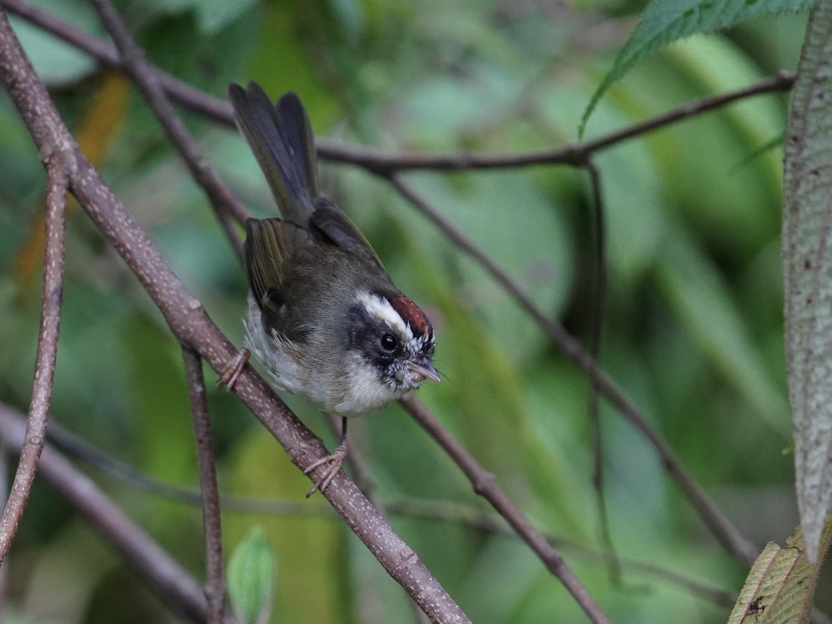 Black-cheeked Warbler - ML623222331