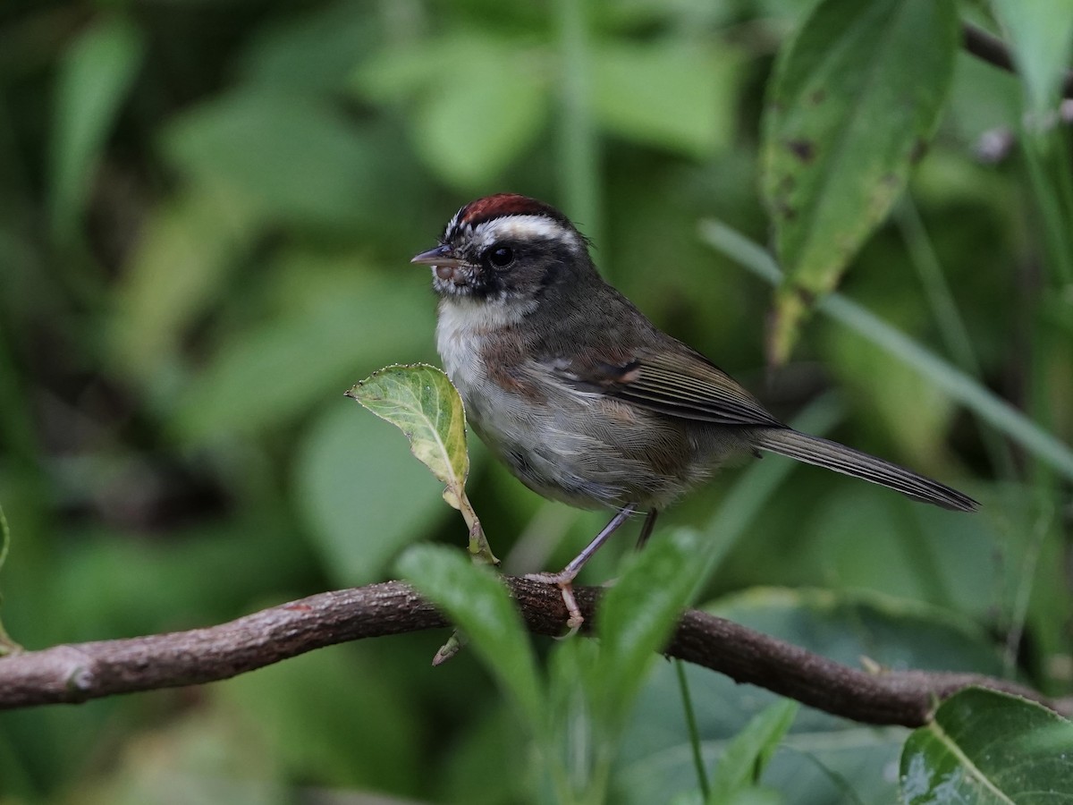 Black-cheeked Warbler - ML623222332