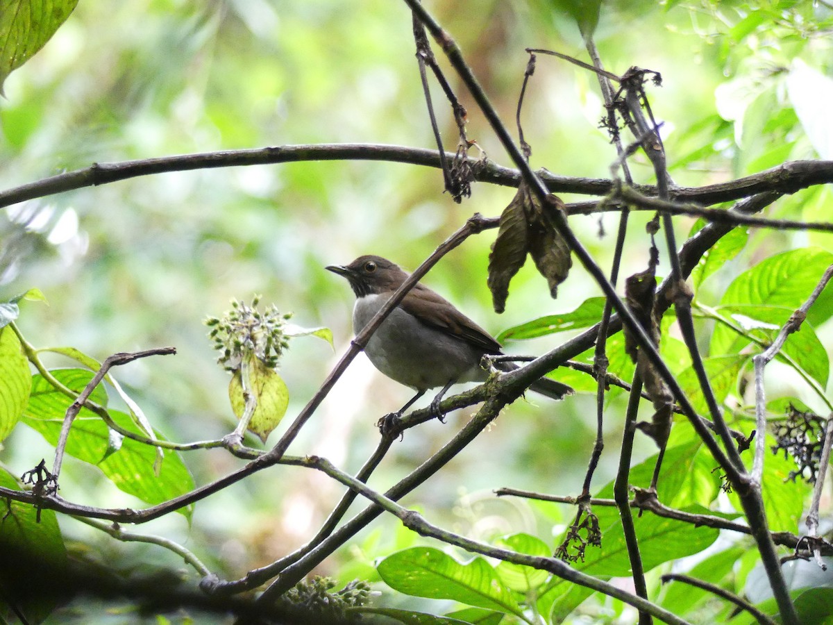 White-necked Thrush - ML623222337