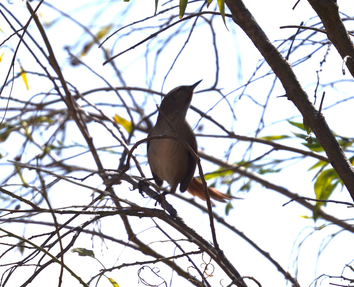 Rusty-fronted Canastero - ML623222402