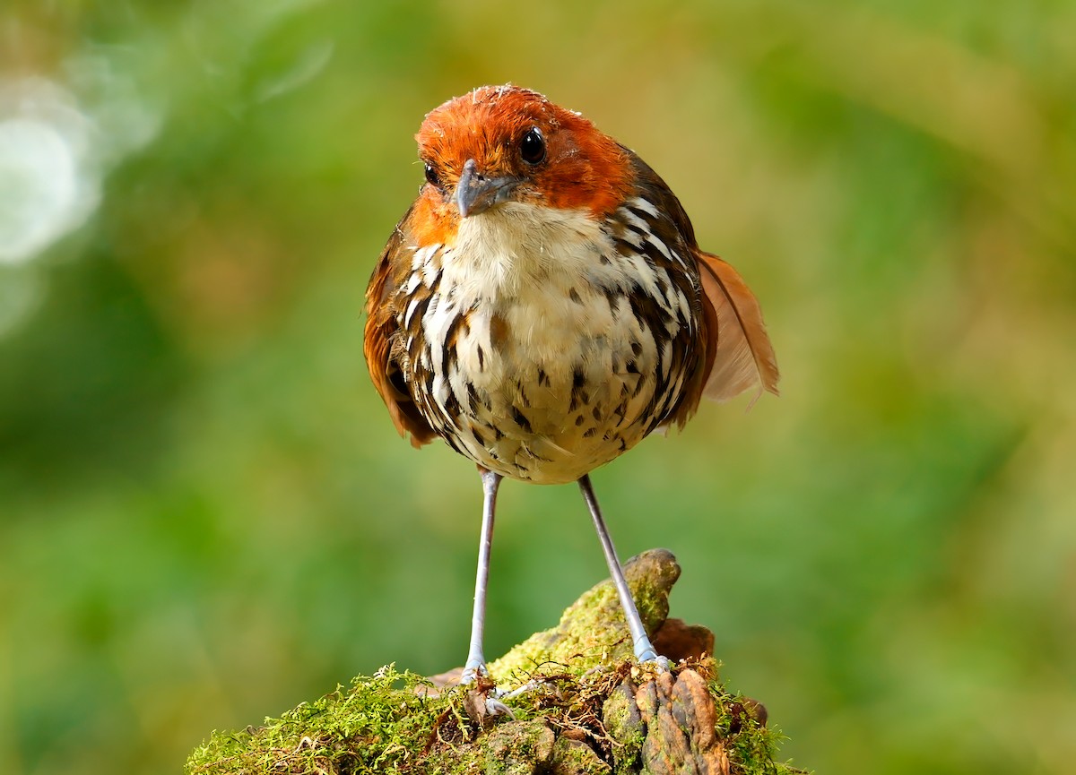 Chestnut-crowned Antpitta - ML623222447