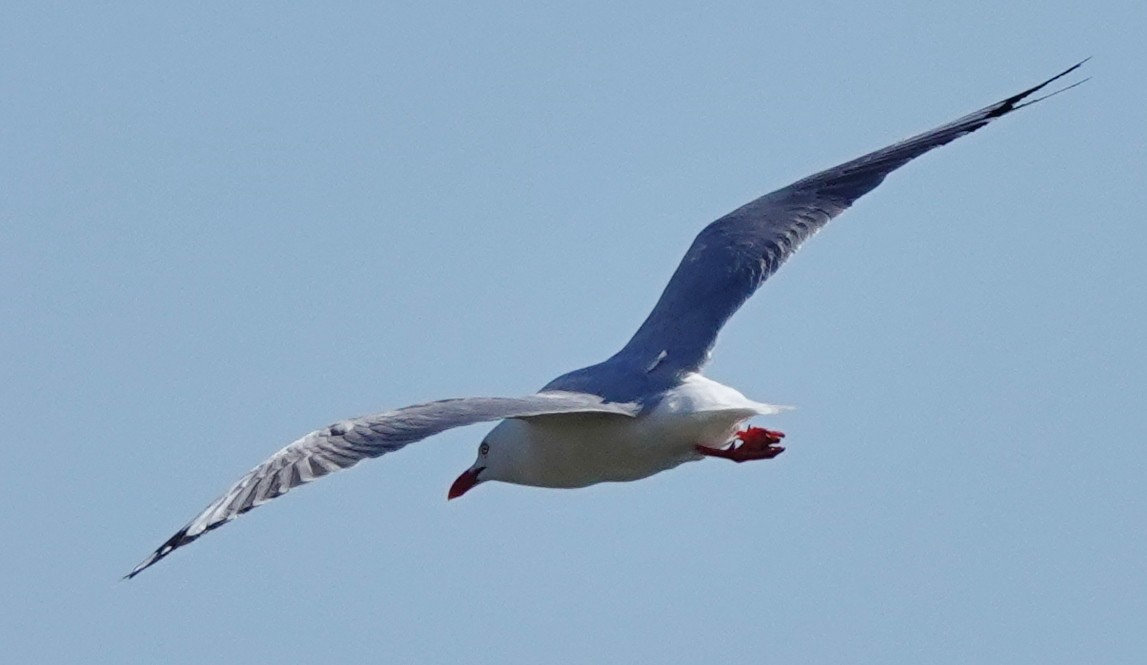 Gaviota Plateada (australiana) - ML623222471