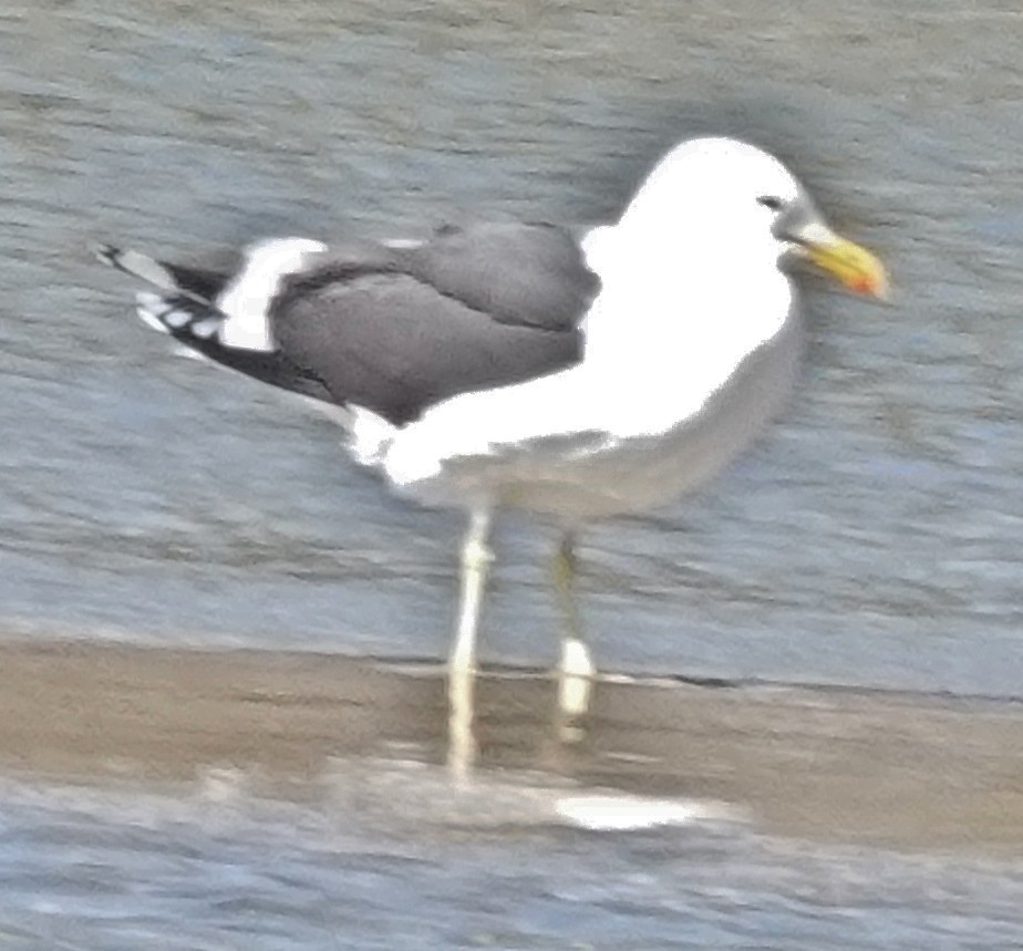 Gaviota Cocinera - ML623222506