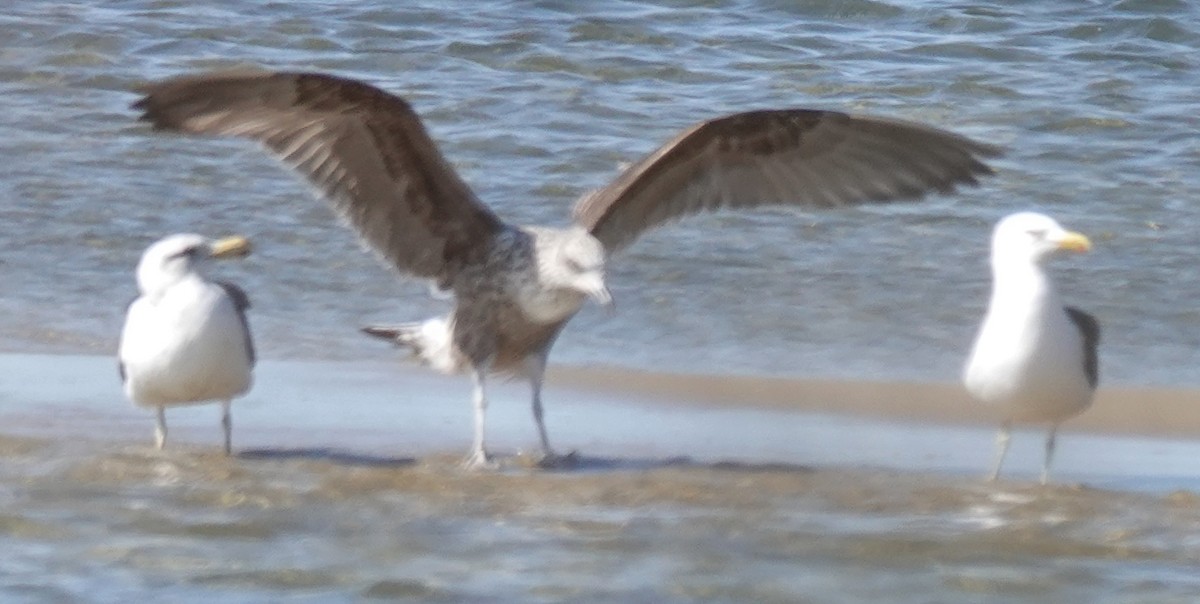 Gaviota Cocinera - ML623222507