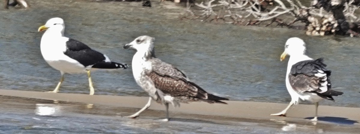 Gaviota Cocinera - ML623222508