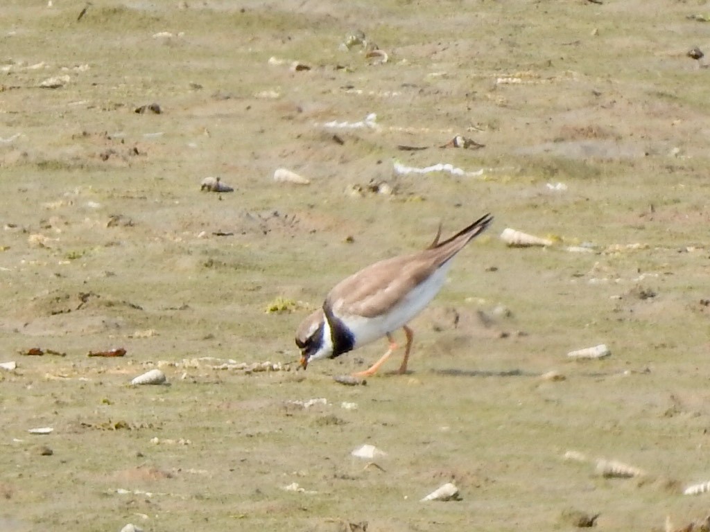 Txirritxo handia - ML623222537