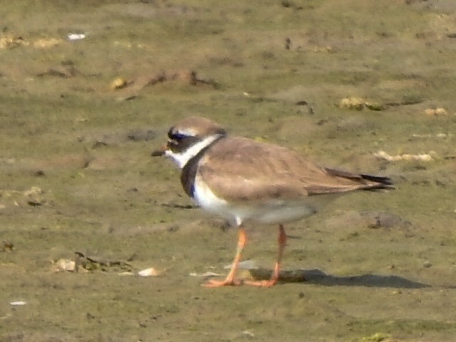 Txirritxo handia - ML623222538