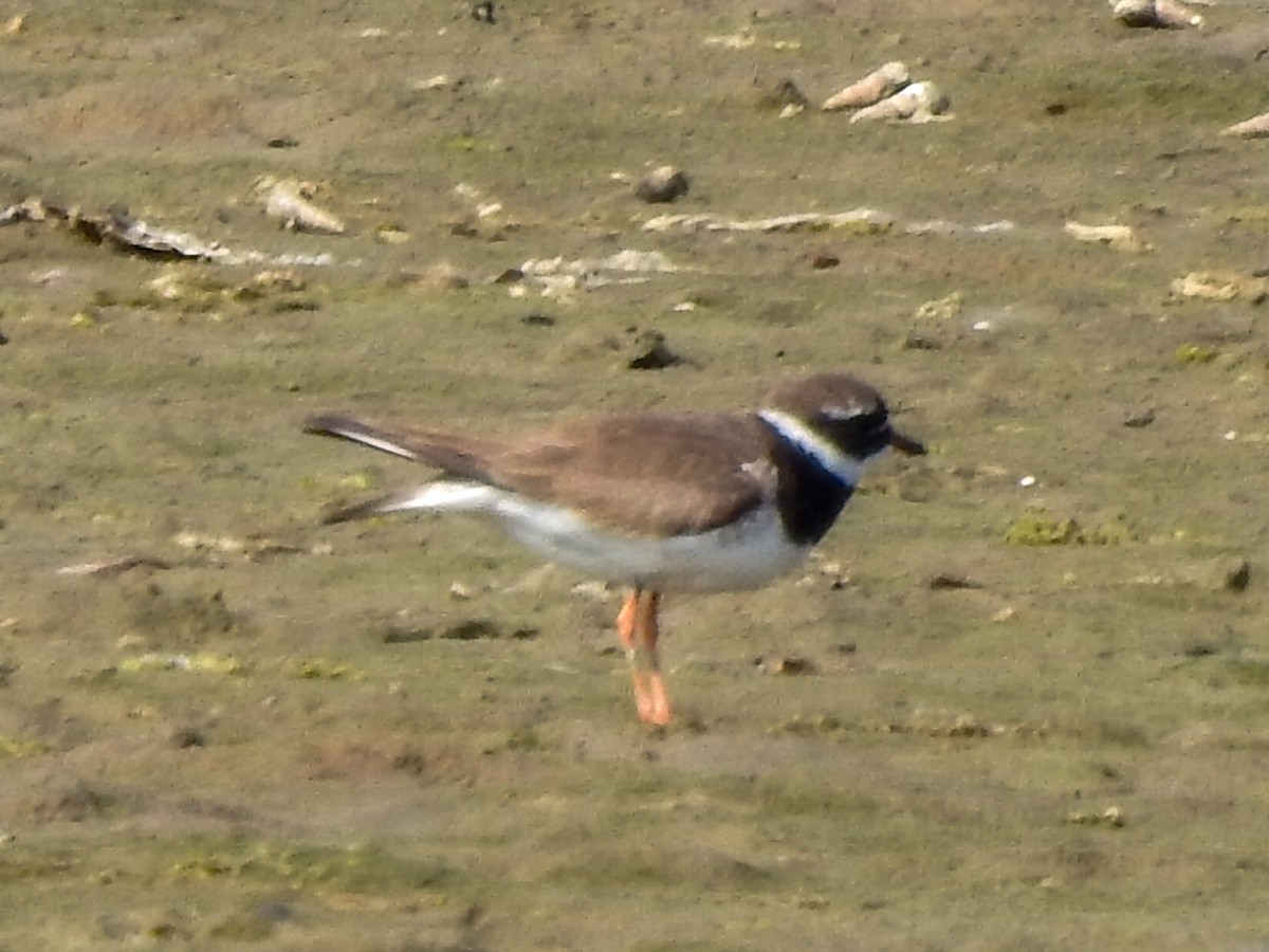 Txirritxo handia - ML623222539