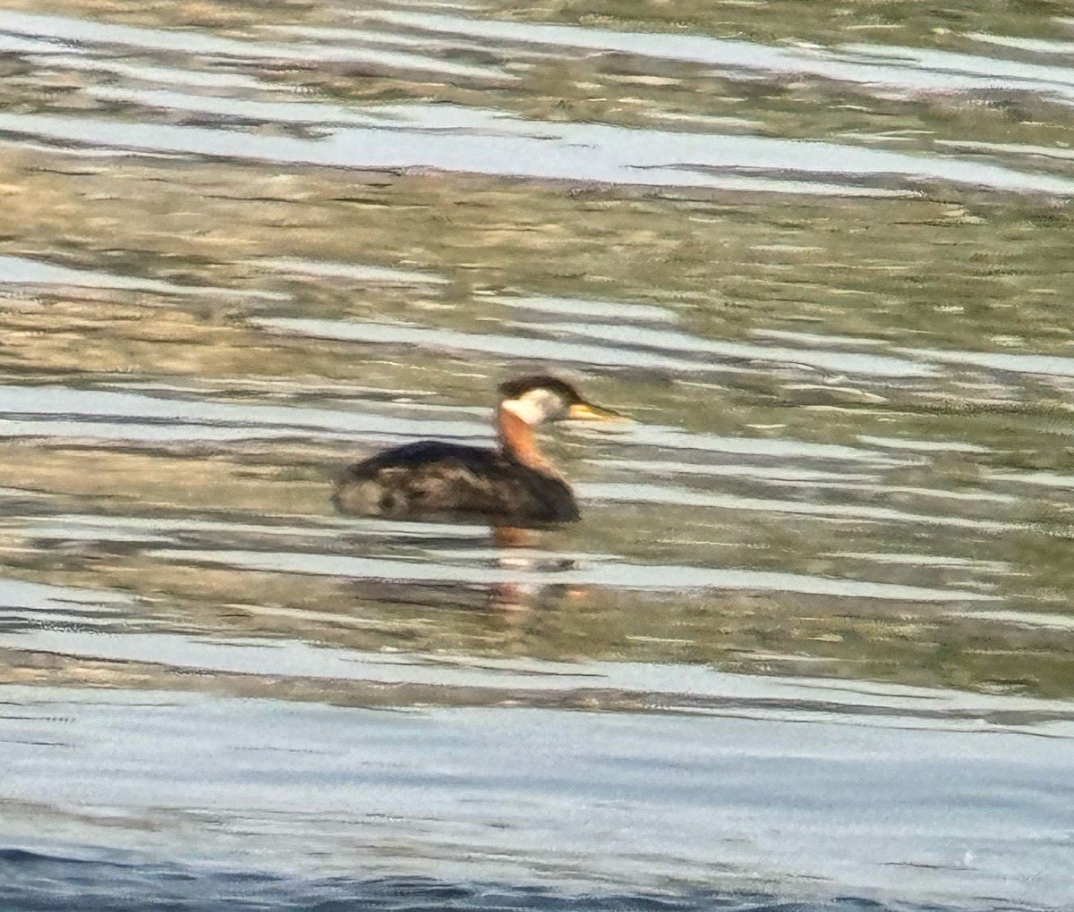 Red-necked Grebe - Robert Doster