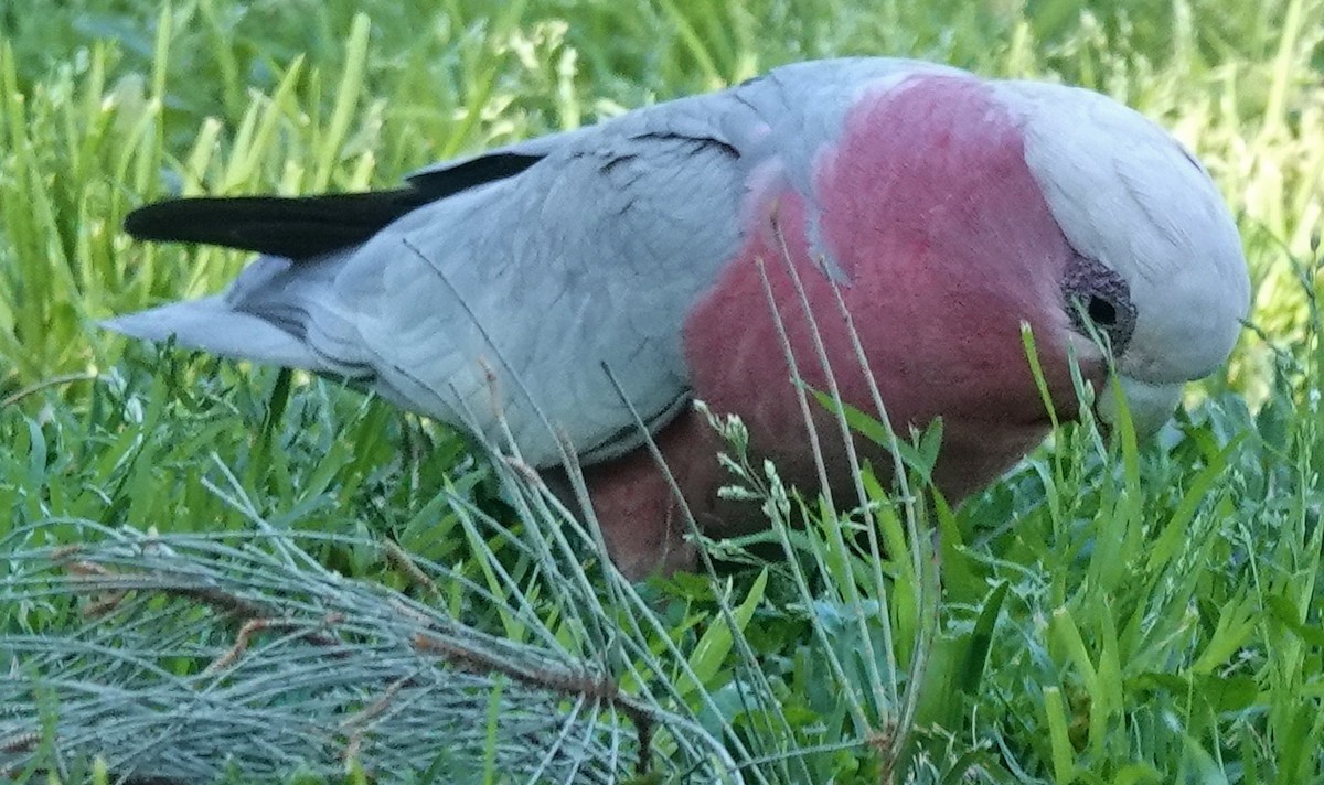 Cacatúa Galah - ML623222558