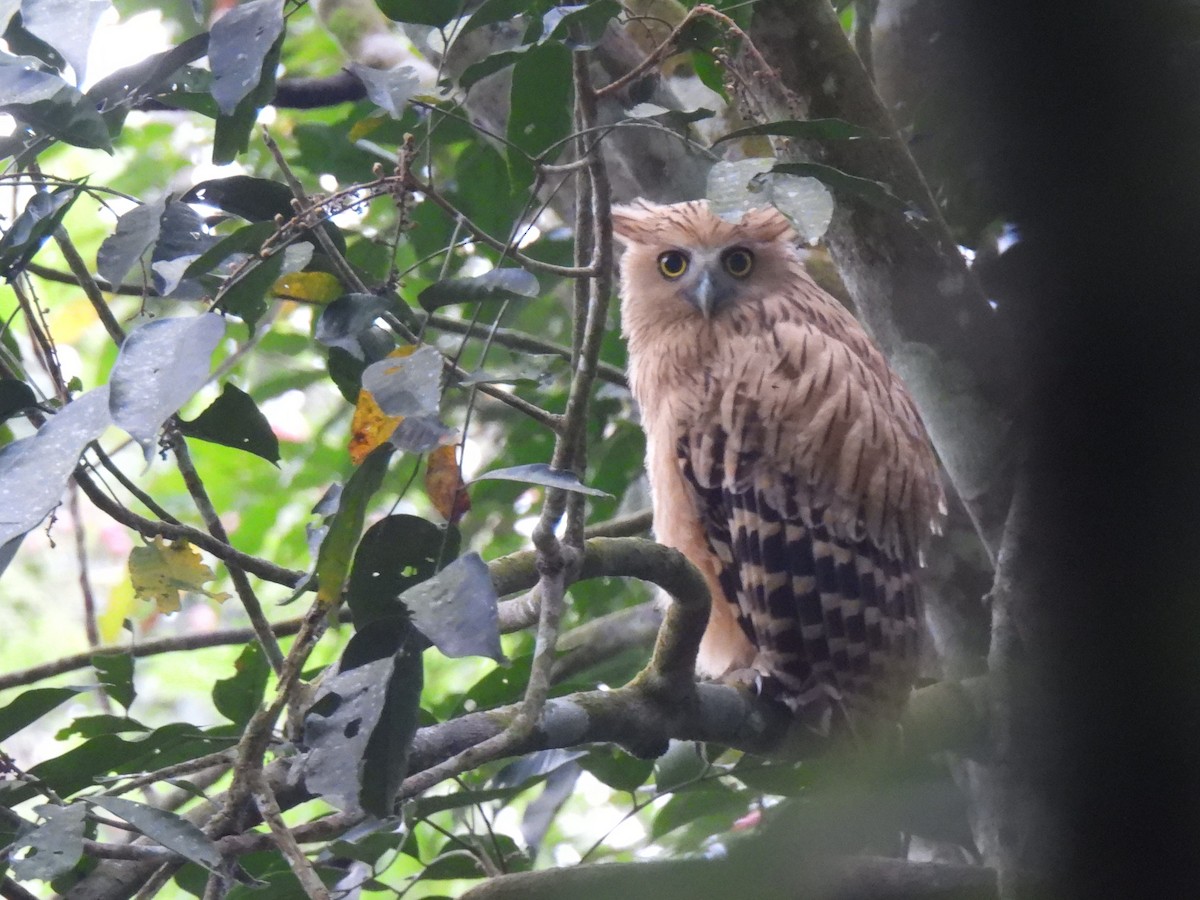 Buffy Fish-Owl - ML623222584