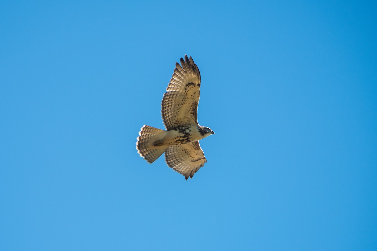 Red-tailed Hawk - ML623222607