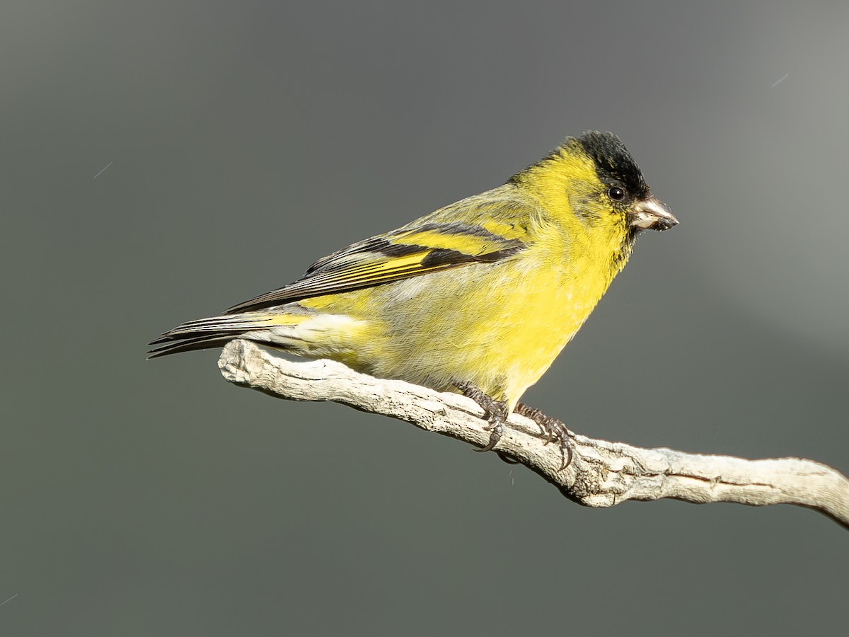 Black-chinned Siskin - ML623222646