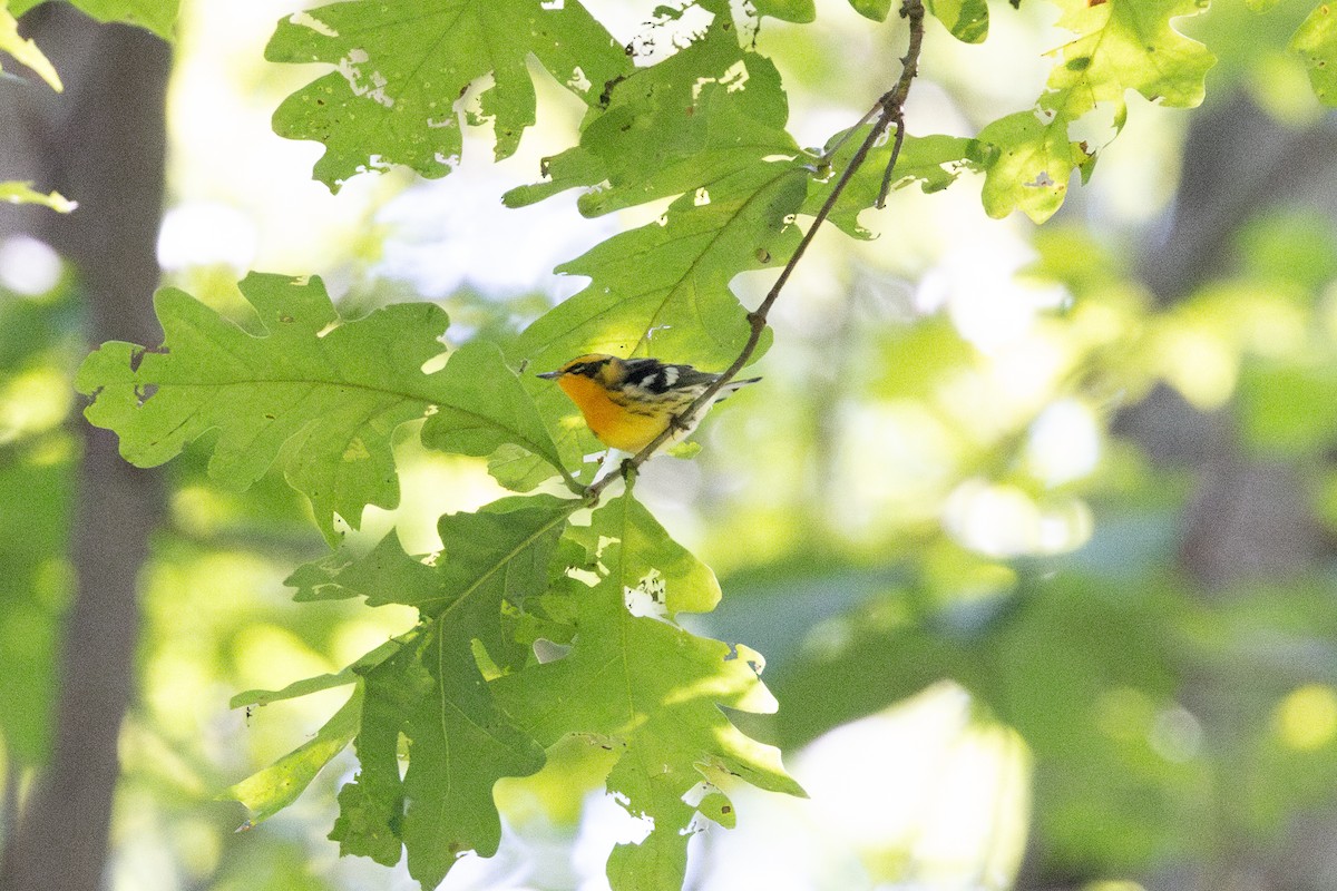 Blackburnian Warbler - ML623222654