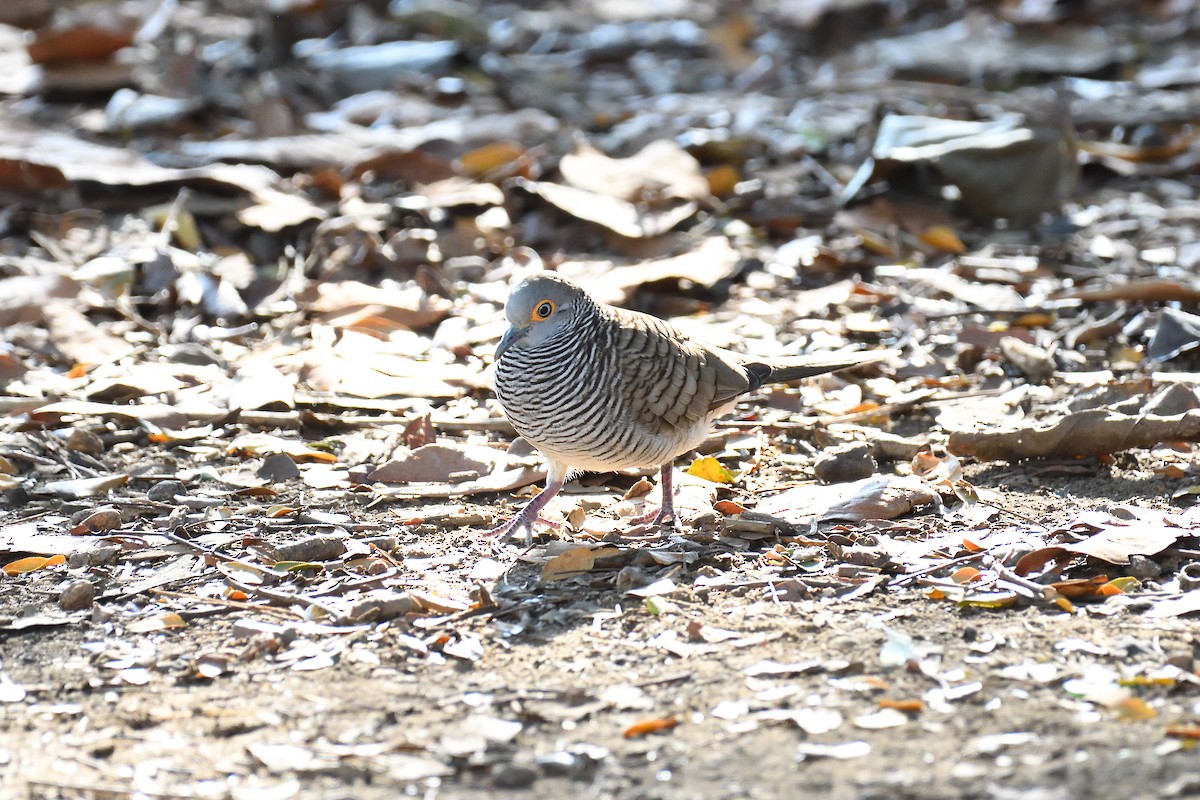 Barred Dove - terence zahner