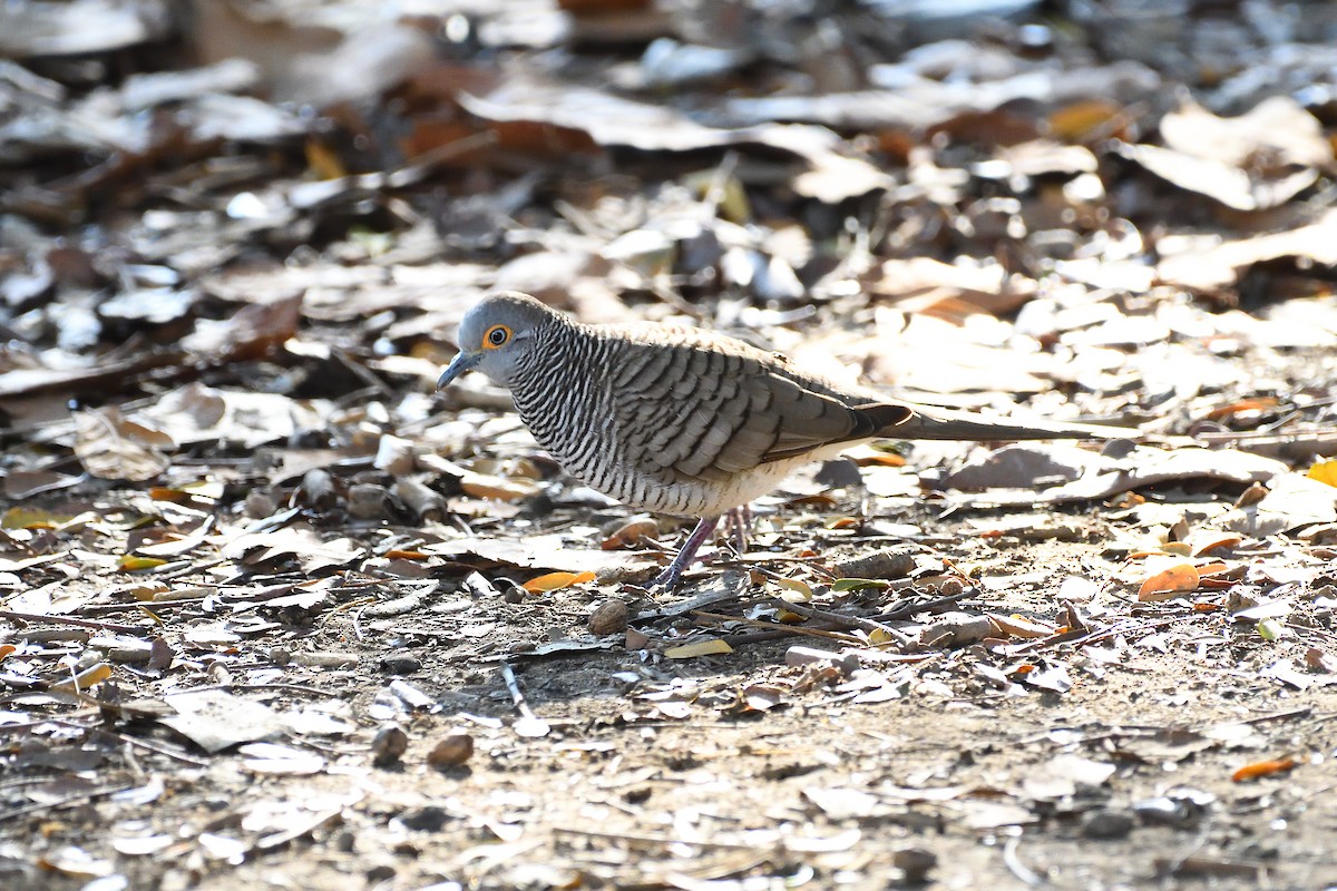 スンダチョウショウバト - ML623222657