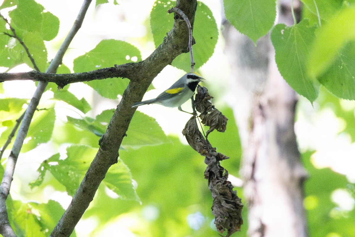 Golden-winged Warbler - ML623222671