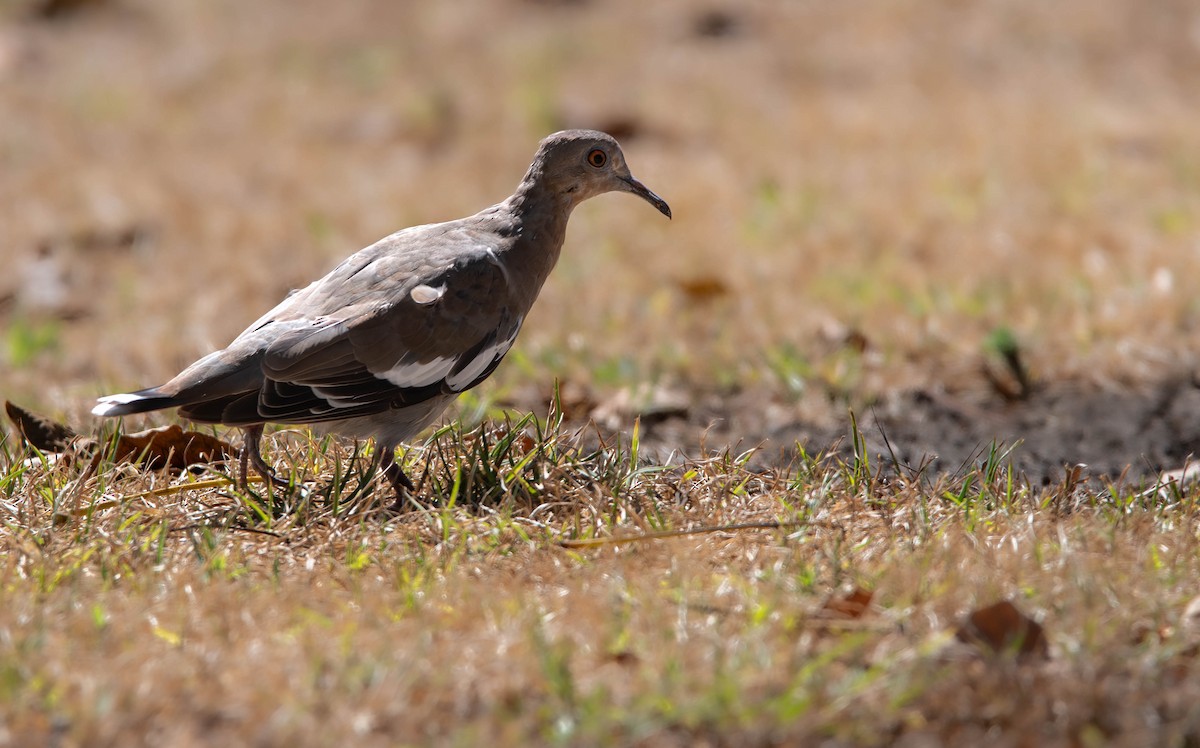 White-winged Dove - ML623222818